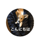 チワックス・ペリーの日常2（個別スタンプ：4）