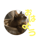 にゃん太のLINEスタンプ（個別スタンプ：1）