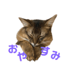 にゃん太のLINEスタンプ（個別スタンプ：2）