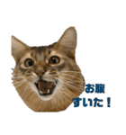 にゃん太のLINEスタンプ（個別スタンプ：4）