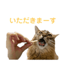 にゃん太のLINEスタンプ（個別スタンプ：5）