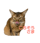 にゃん太のLINEスタンプ（個別スタンプ：7）