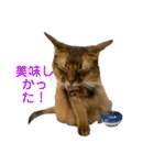 にゃん太のLINEスタンプ（個別スタンプ：8）