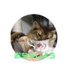 にゃん太のLINEスタンプ（個別スタンプ：9）