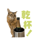 にゃん太のLINEスタンプ（個別スタンプ：10）