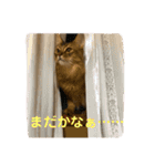 にゃん太のLINEスタンプ（個別スタンプ：12）