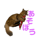 にゃん太のLINEスタンプ（個別スタンプ：13）