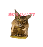 にゃん太のLINEスタンプ（個別スタンプ：16）
