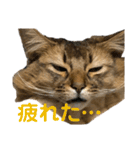 にゃん太のLINEスタンプ（個別スタンプ：17）