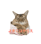 にゃん太のLINEスタンプ（個別スタンプ：18）