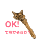 にゃん太のLINEスタンプ（個別スタンプ：19）