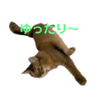 にゃん太のLINEスタンプ（個別スタンプ：20）