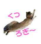 にゃん太のLINEスタンプ（個別スタンプ：22）