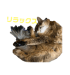 にゃん太のLINEスタンプ（個別スタンプ：23）