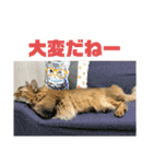 にゃん太のLINEスタンプ（個別スタンプ：25）