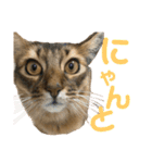 にゃん太のLINEスタンプ（個別スタンプ：27）