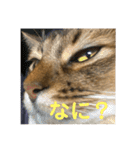 にゃん太のLINEスタンプ（個別スタンプ：28）