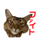 にゃん太のLINEスタンプ（個別スタンプ：31）