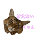にゃん太のLINEスタンプ（個別スタンプ：33）