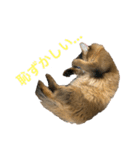 にゃん太のLINEスタンプ（個別スタンプ：34）