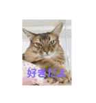 にゃん太のLINEスタンプ（個別スタンプ：37）