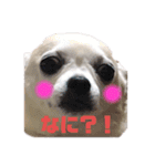 チワkuru（個別スタンプ：1）