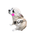 チワkuru（個別スタンプ：2）