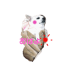 チワkuru（個別スタンプ：7）