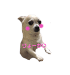 チワkuru（個別スタンプ：10）
