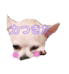 チワkuru（個別スタンプ：16）