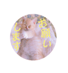 敬語ゆめちゃん❤（個別スタンプ：3）
