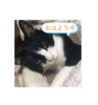 ボク、ろく。2（個別スタンプ：1）