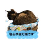 ボク、ろく。2（個別スタンプ：2）