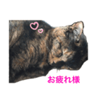 ボク、ろく。2（個別スタンプ：9）