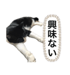 ボク、ろく。2（個別スタンプ：13）