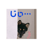 再あずきさん（個別スタンプ：4）