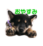 再あずきさん（個別スタンプ：6）