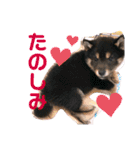 再あずきさん（個別スタンプ：12）