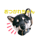 再あずきさん（個別スタンプ：15）