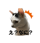 lala every day（個別スタンプ：6）