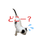 lala every day（個別スタンプ：15）