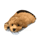 まるたろうまる（個別スタンプ：1）