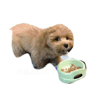 まるたろうまる（個別スタンプ：3）