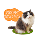 猫のラグドール日常スタンプ（個別スタンプ：1）