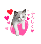猫のラグドール日常スタンプ（個別スタンプ：2）