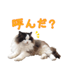 猫のラグドール日常スタンプ（個別スタンプ：4）