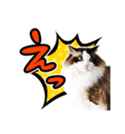 猫のラグドール日常スタンプ（個別スタンプ：5）