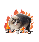 猫のラグドール日常スタンプ（個別スタンプ：7）