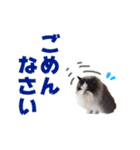 猫のラグドール日常スタンプ（個別スタンプ：8）
