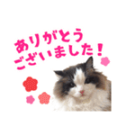 猫のラグドール日常スタンプ（個別スタンプ：9）